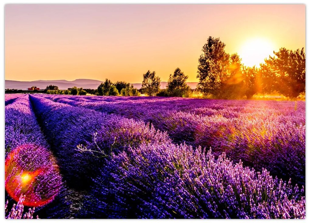 Obraz pola lawendy, Prowansja (70x50 cm)