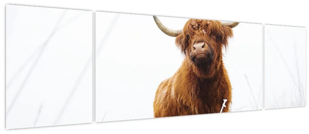 Obraz - Szkocka krowa (170x50 cm)