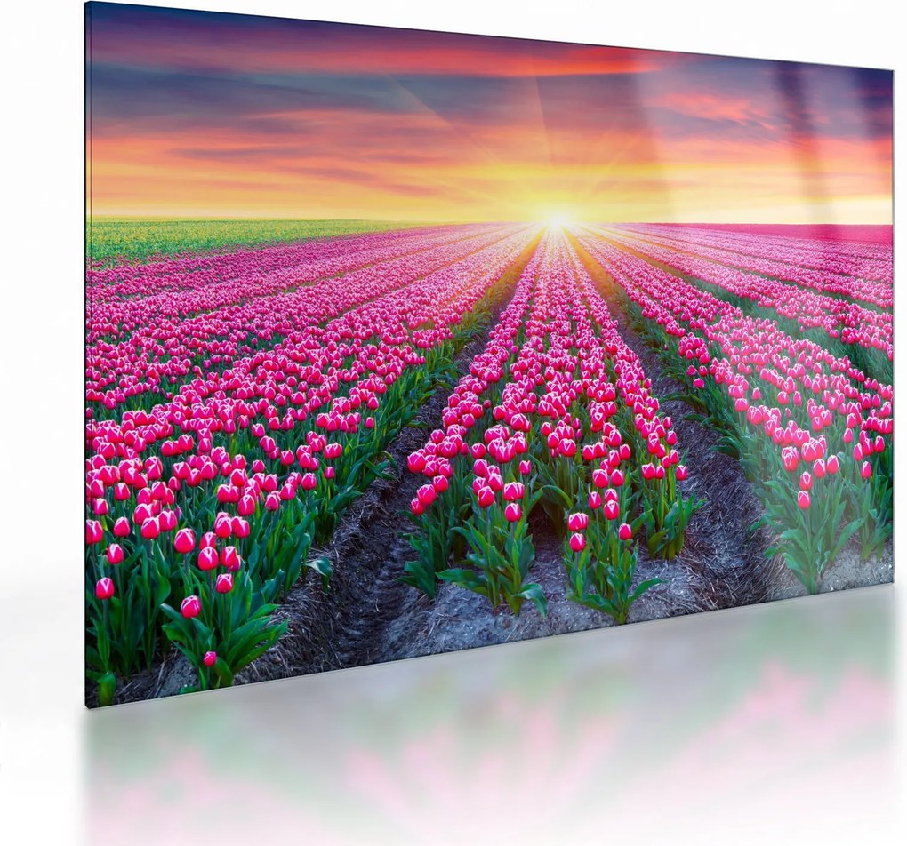 Obraz na szkle - pole tulipanów ze słońcem (70x50 cm)