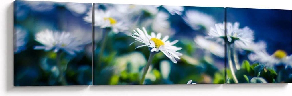 Obraz stokrotek (170x50 cm)