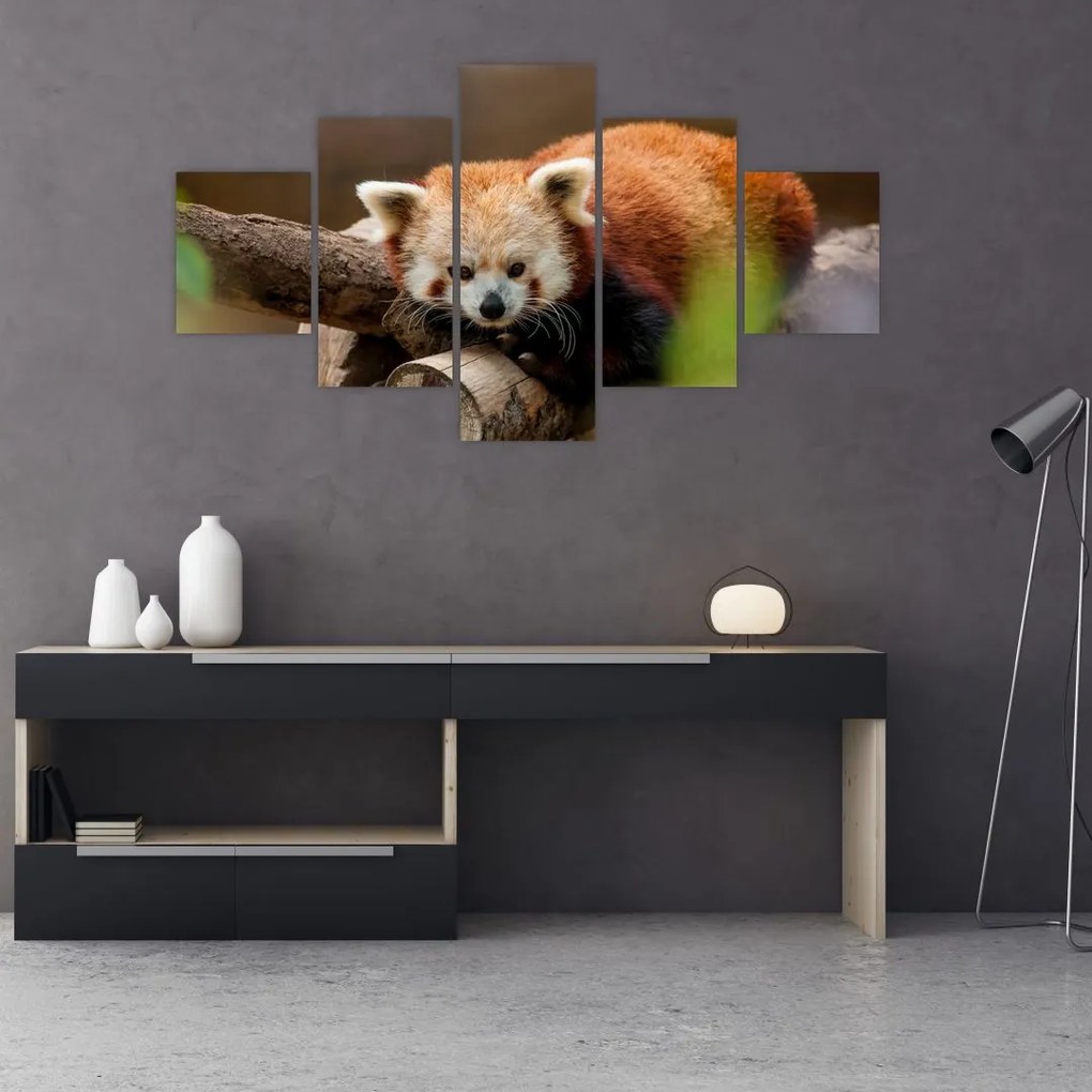 Obraz czerwonej pandy (125x70 cm)