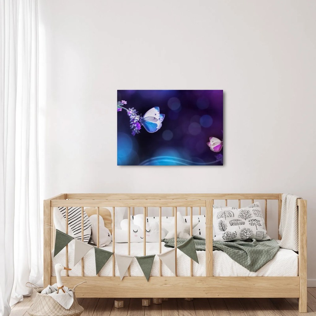 Obraz - Motyle na lawendie (70x50 cm)