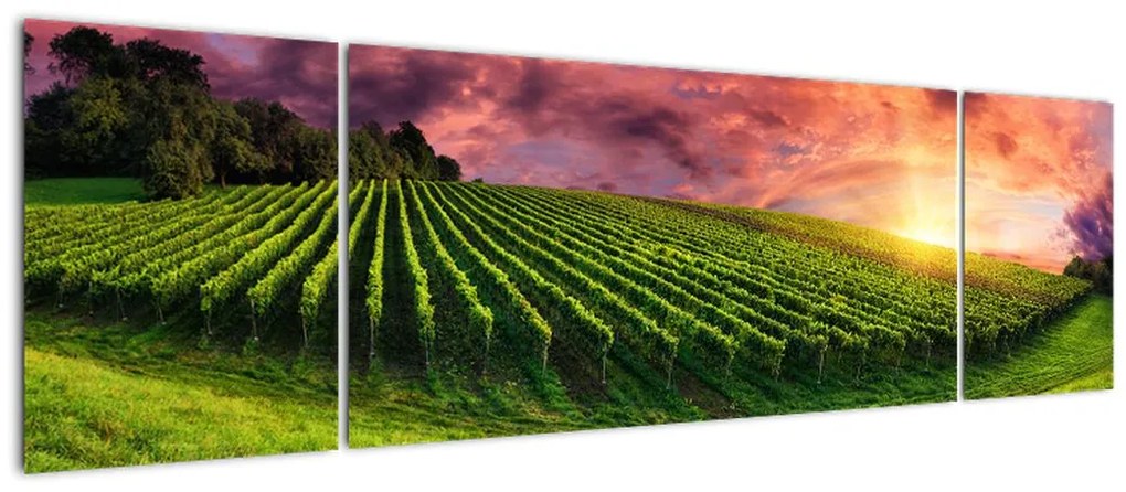 Obraz winnicy z kolorowym niebem (170x50 cm)