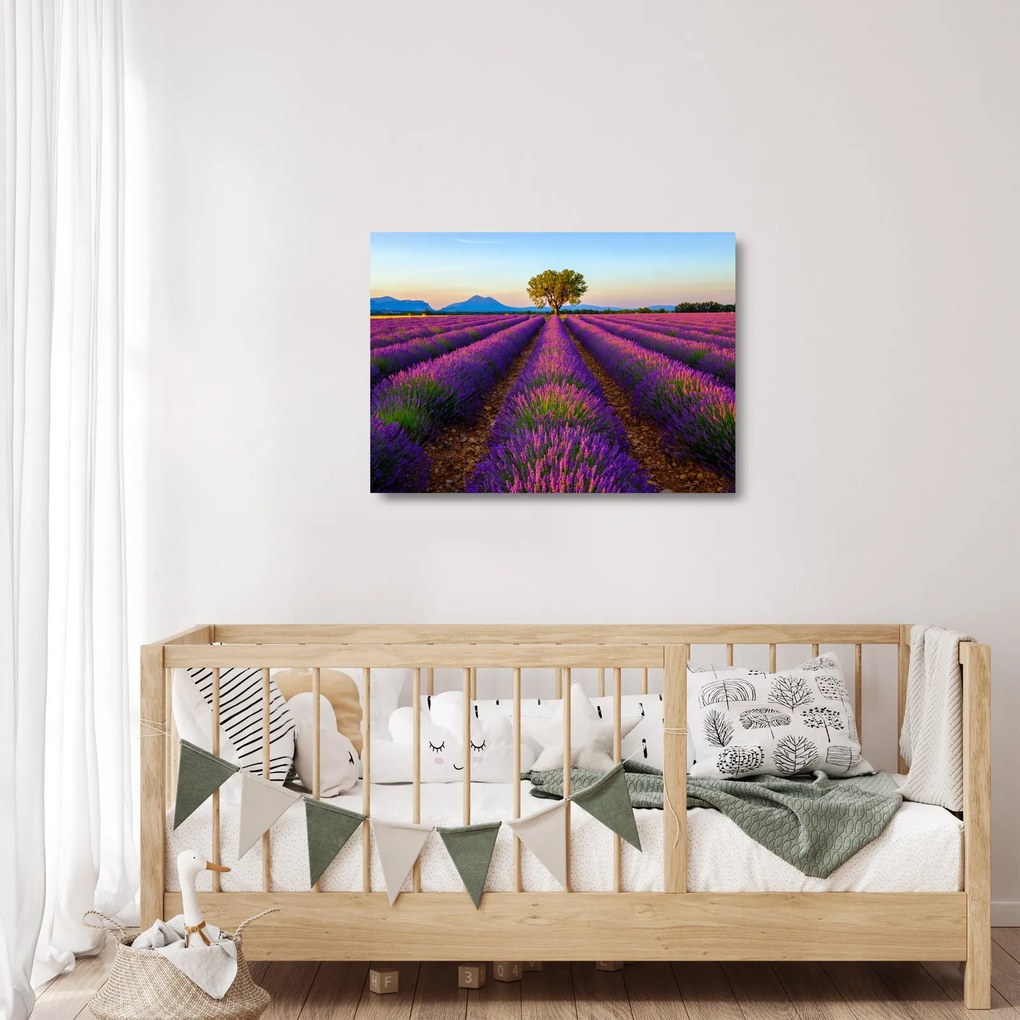 Obraz na szkle - Pole lawendy (70x50 cm)