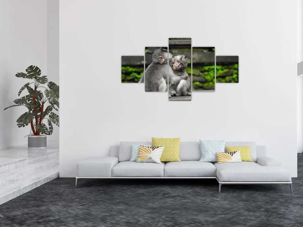 Obraz - małpki (125x70 cm)