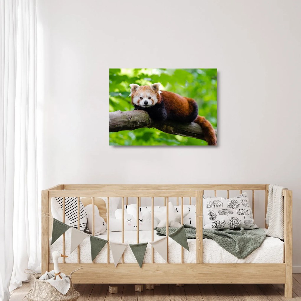 Obraz na szkle - panda czerwona (70x50 cm)
