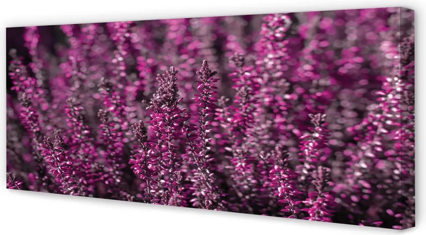 Obraz canvas na ścianę Pole Wrzosów