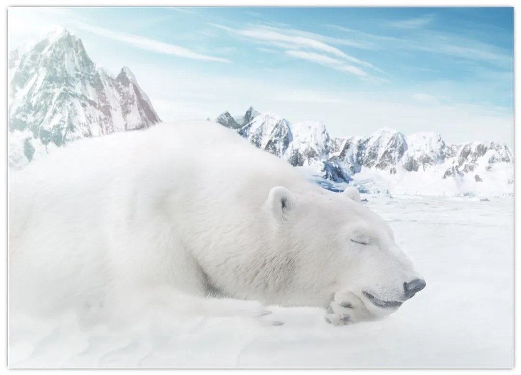 Obraz na szkle - Niedźwiedź polarny (70x50 cm)