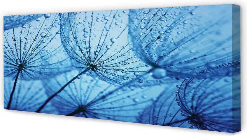 Obraz drukowany na płótnie Puszyste Dmuchawce z Rosą