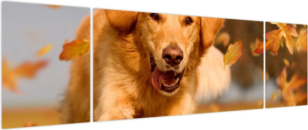 Obraz - Golden Retriever (170x50 cm)