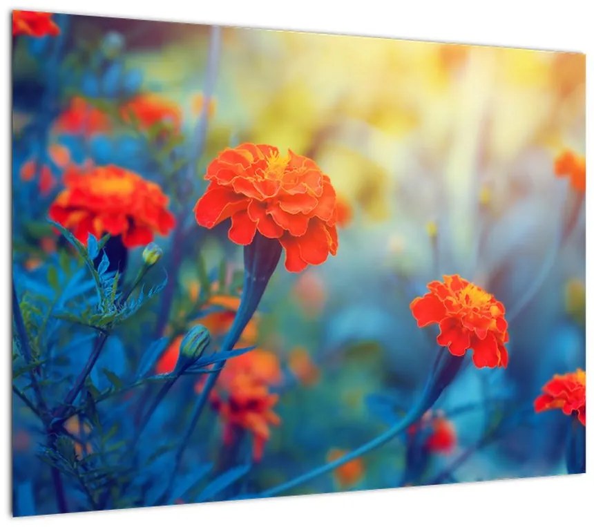 Obraz na szkle - Pomarańczowe kwiaty (70x50 cm)