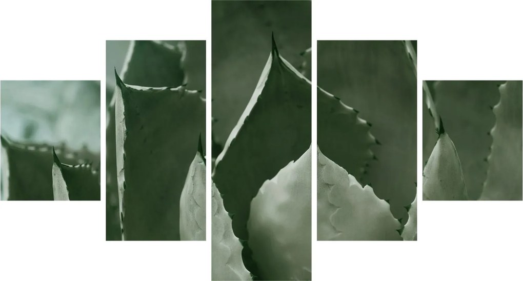 Obraz - Zielona agawa (125x70 cm)