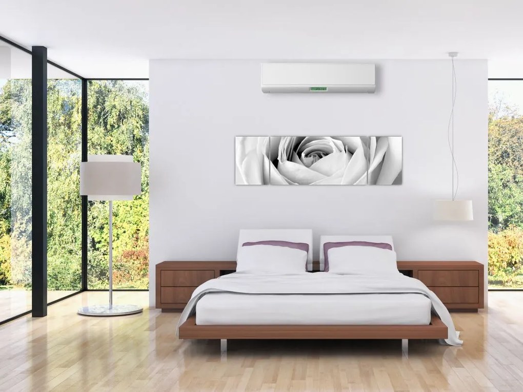Obraz - Detal kwiatu róży (170x50 cm)