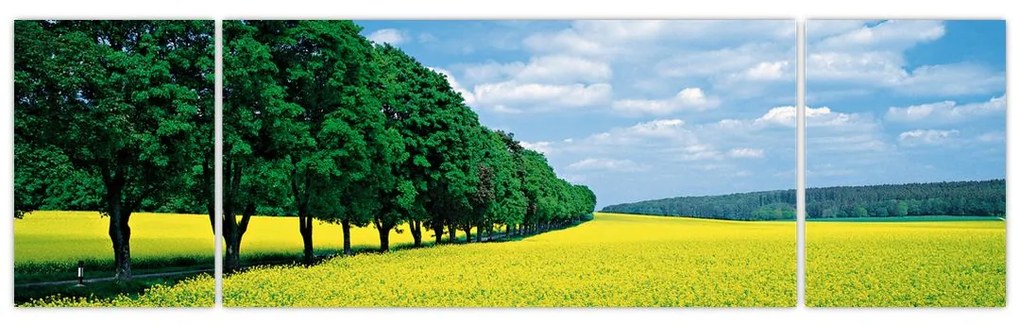 Obraz pola z aleją (170x50 cm)