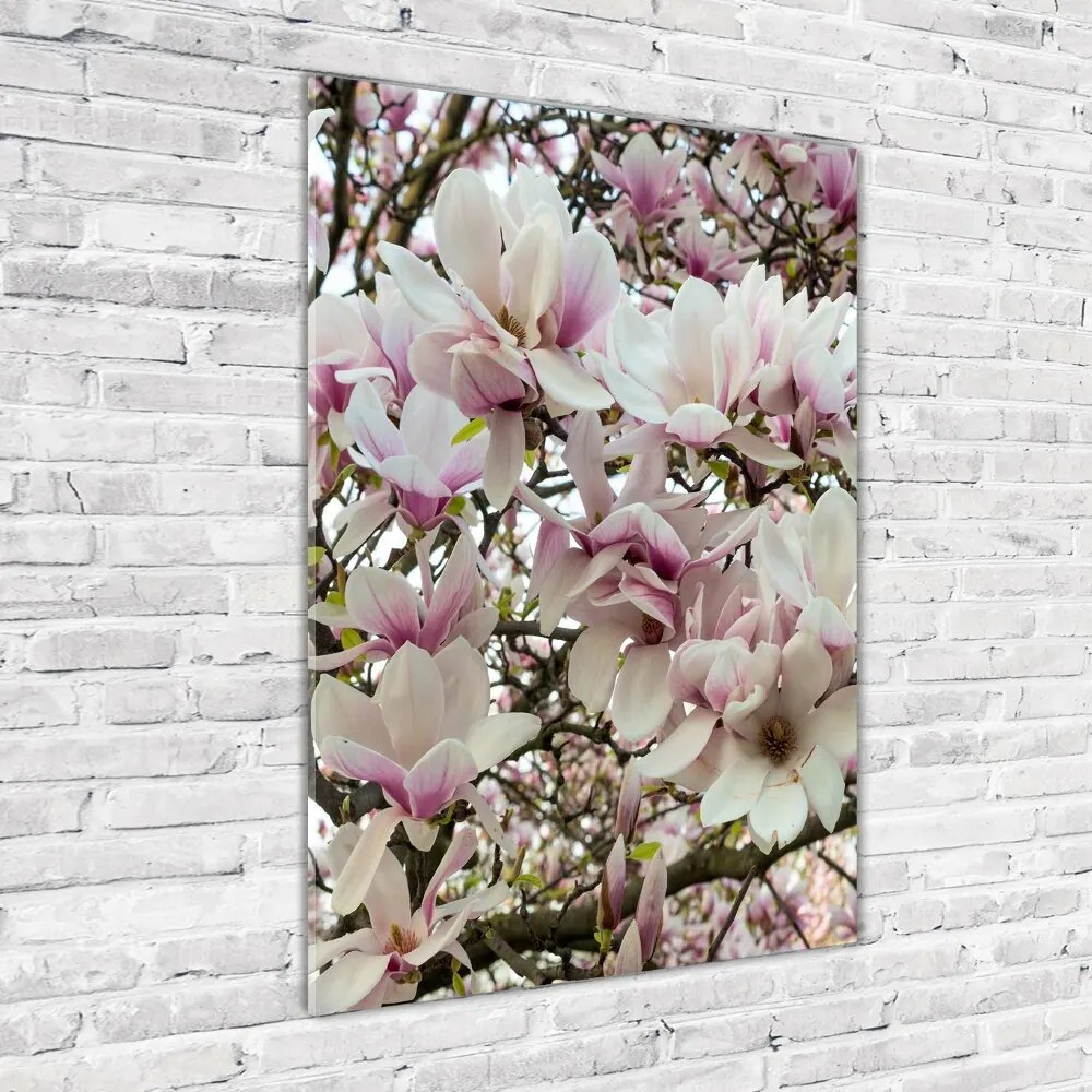 Foto obraz na szkle Kwiaty magnolii