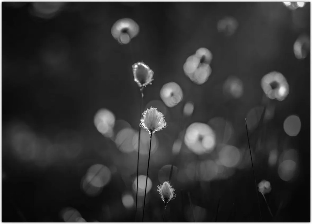 Obraz - Trawa bawełniana na łące (70x50 cm)