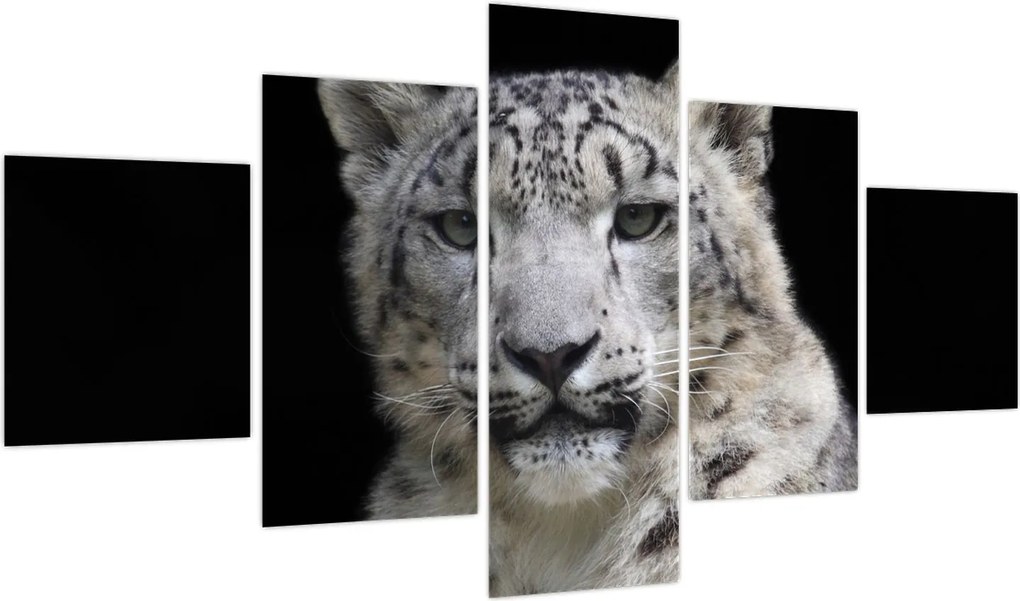 Obraz - Snow Leopard (125x70 cm)