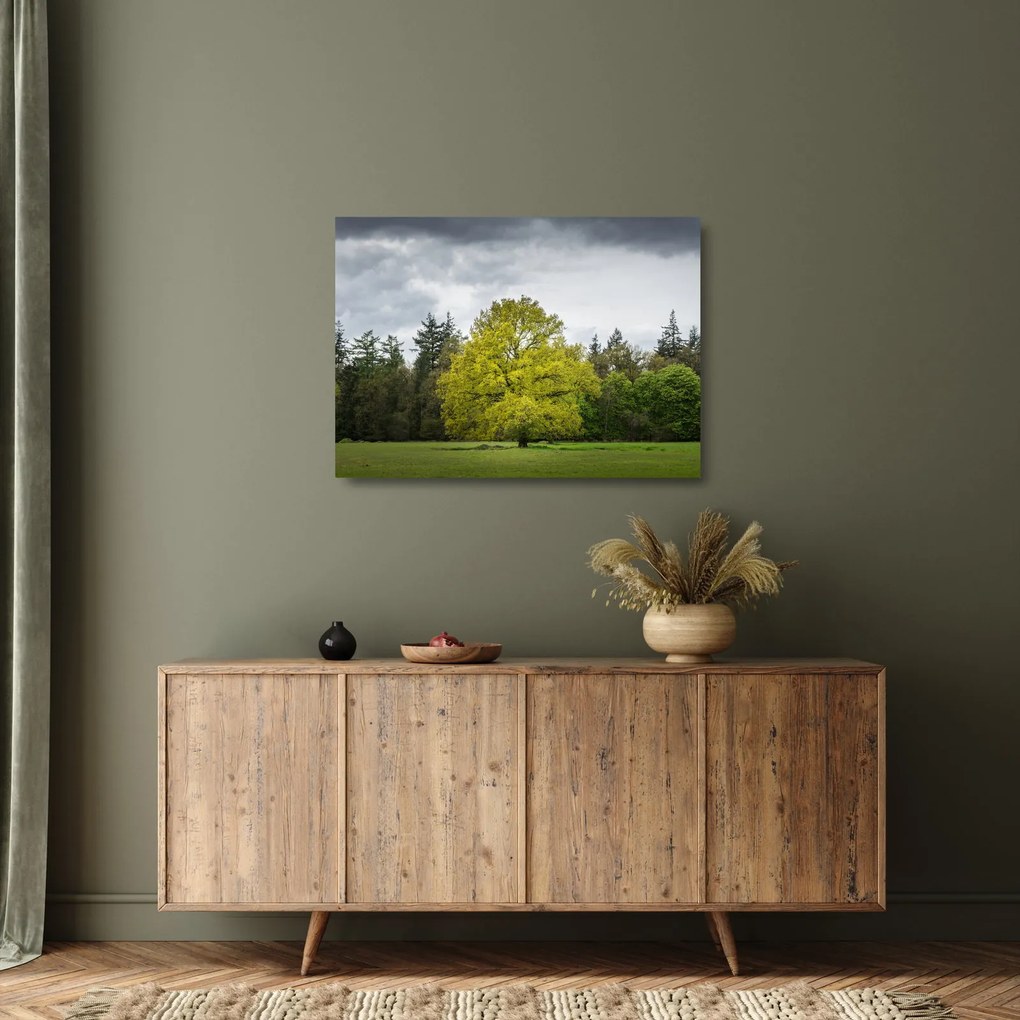 Obraz na szkle zielonego drzewa na środku pola (70x50 cm)