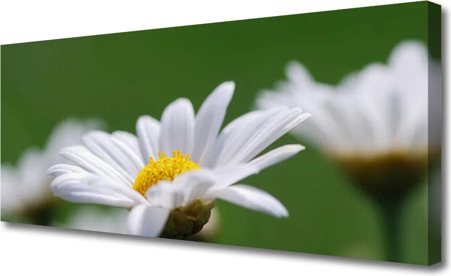 Obraz drukowany na płótnie Delikatna Stokrotka Polna