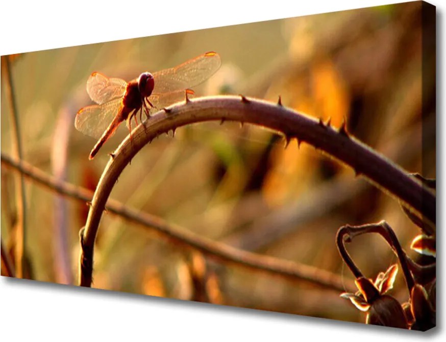 Obraz na płótnie Ważka na Roślinie