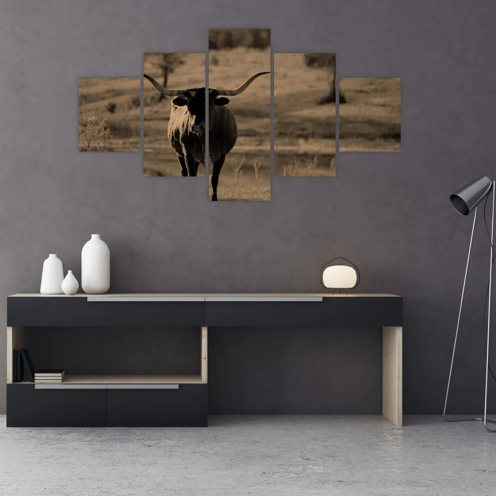 Obraz - Krowa z Teksasu (125x70 cm)