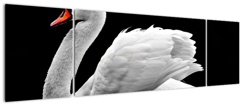 Obraz czarno - białego łabędzia (170x50 cm)