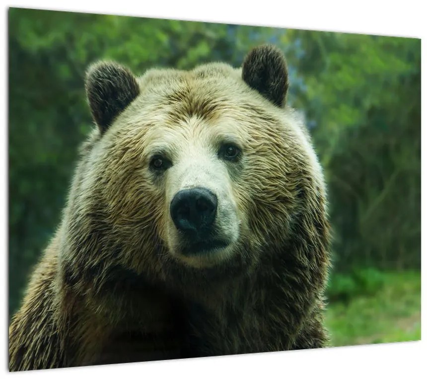 Obraz na szkle - niedźwiedź (70x50 cm)