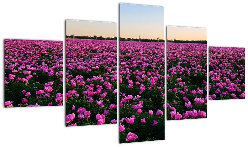 Obraz - Łąka fioletowych tulipanów (125x70 cm)