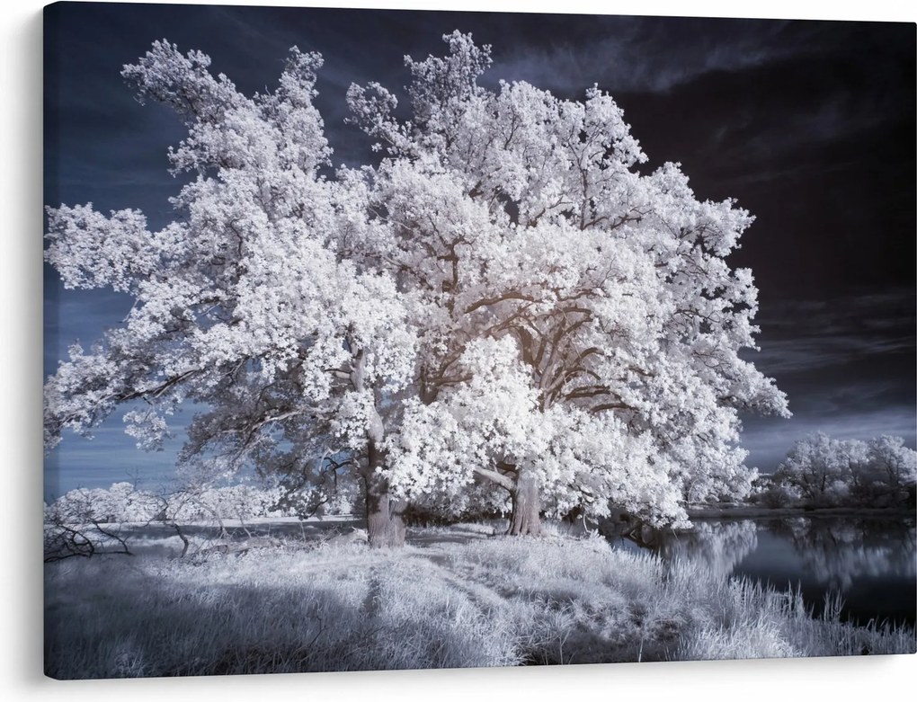 Obraz - Śnieżnobiałe drzewo (70x50 cm)