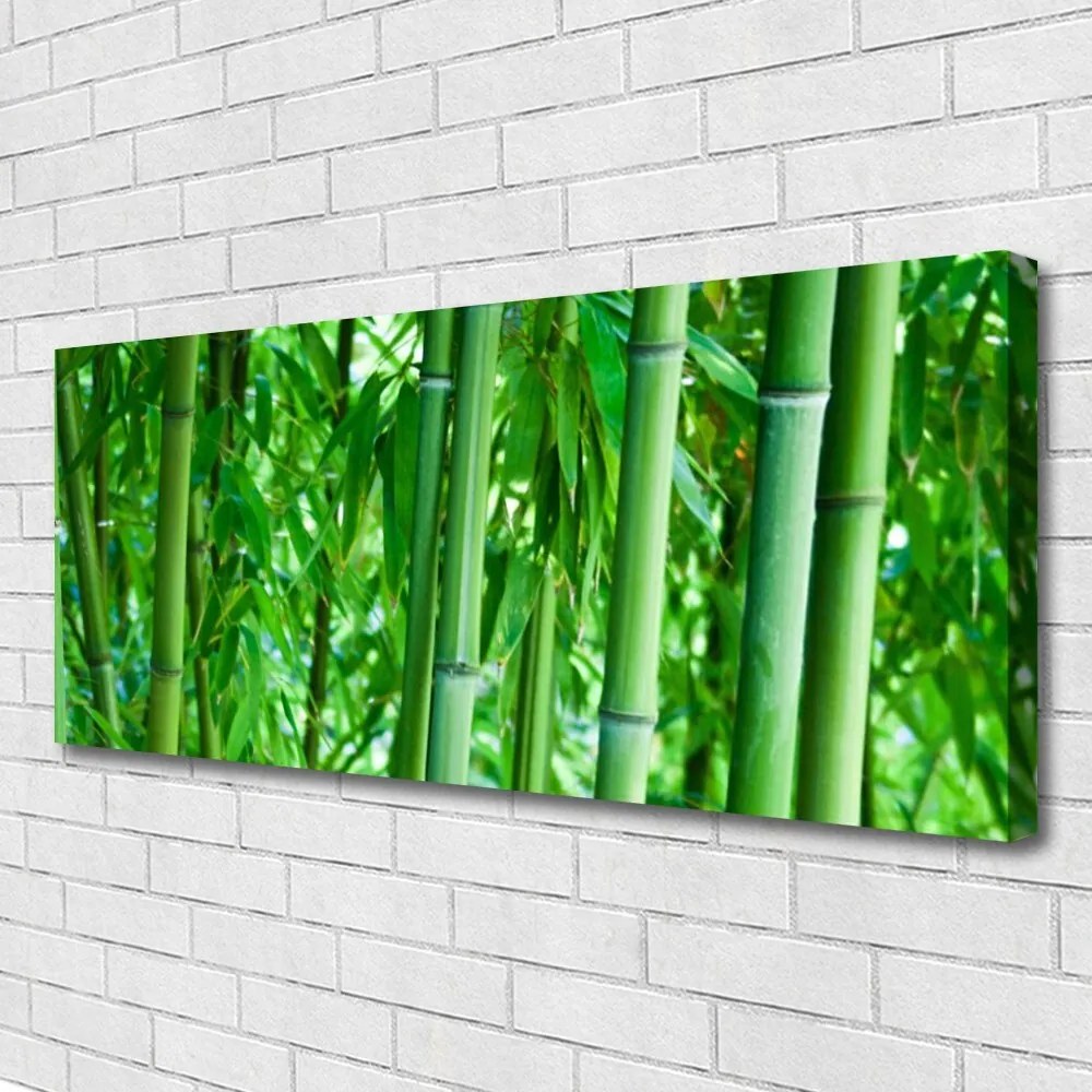 Zdjęcie na płótnie Zielony Pęd Bambusa
