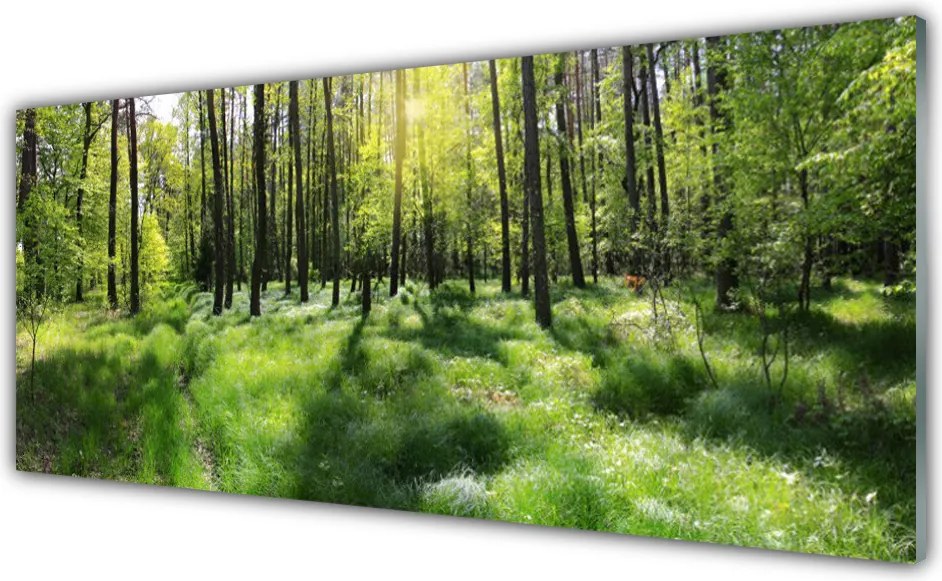 Panel Szklany Leśna Ścieżka wśród Traw