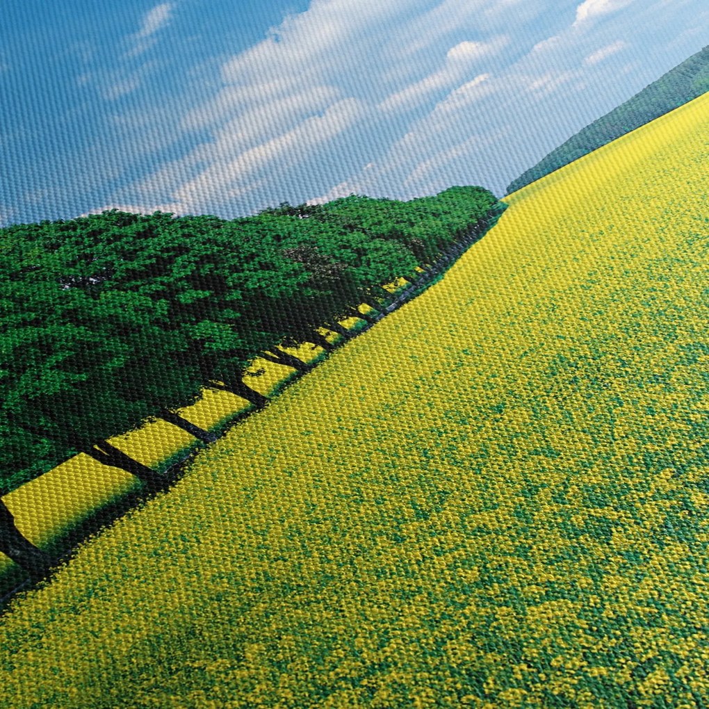 Obraz pola z aleją (z zegarem) (90x30 cm)