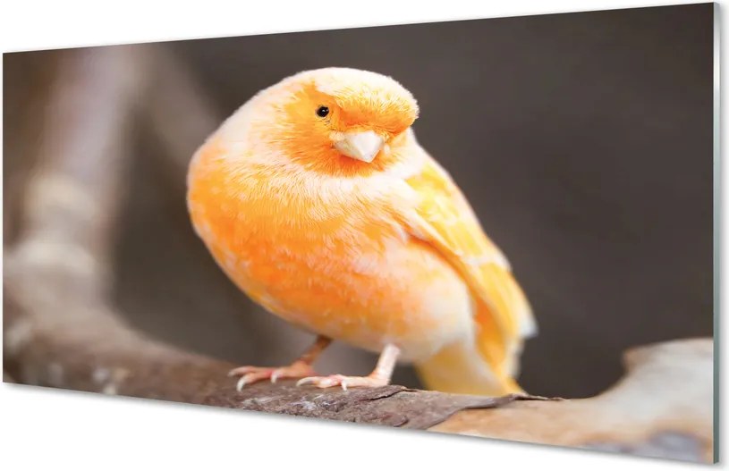 Panel szklany do Kuchni Papuga na Suchej Gałęzi