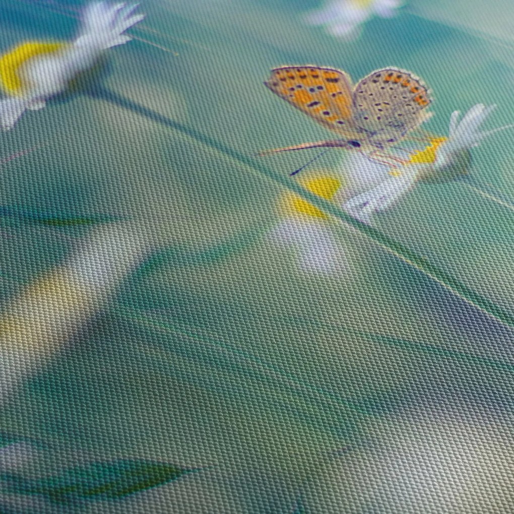 Obraz - Motyl na stokrotce (70x50 cm)