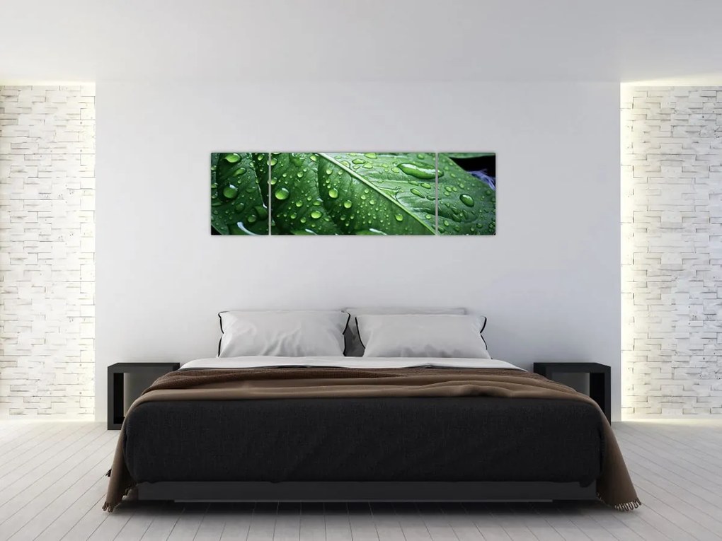 Obraz - Szczegół liścia po deszczu (170x50 cm)