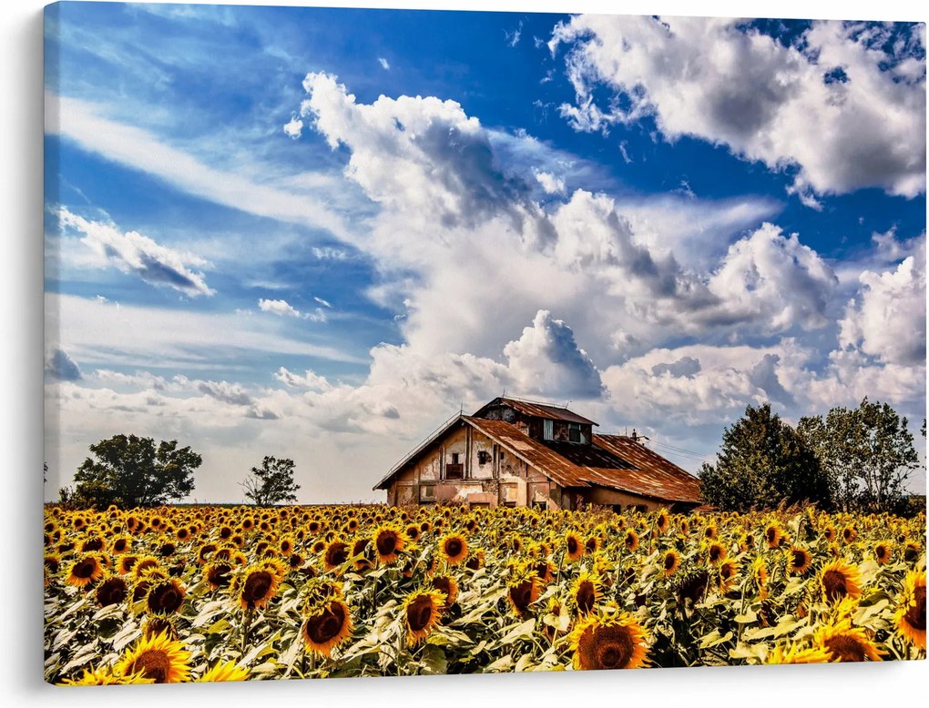 Obraz pola słoneczników (70x50 cm)