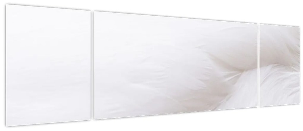 Obraz - Szczegół piórka (170x50 cm)