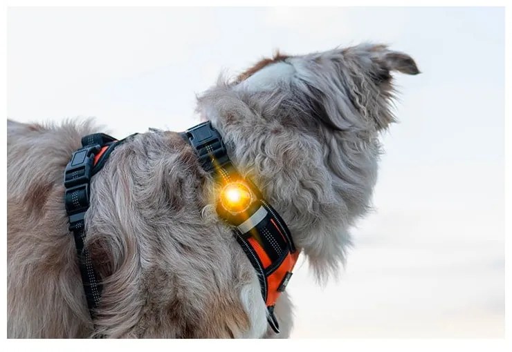 Lampka LED na obrożę Yellow – Orbiloc
