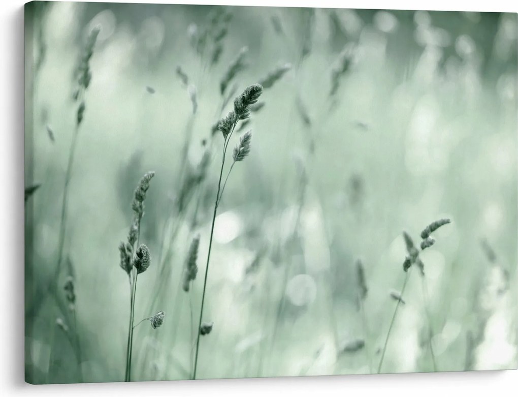 Obraz - Zielona łąka (70x50 cm)