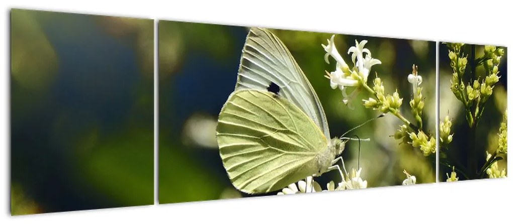 Obraz motyla (170x50 cm)