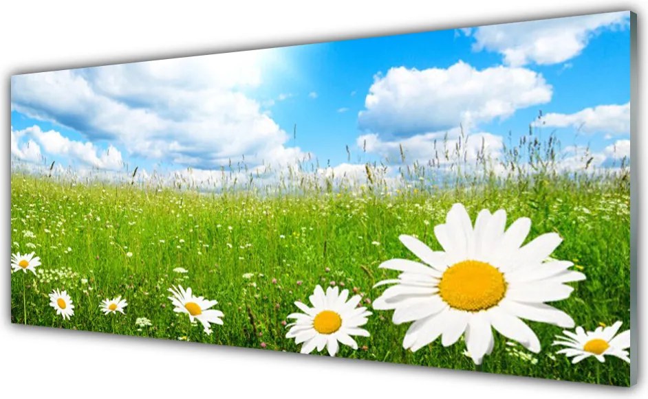 Panel Kuchenny Białe Stokrotki W Trawie