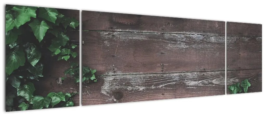 Obraz - Bluszcz (170x50 cm)