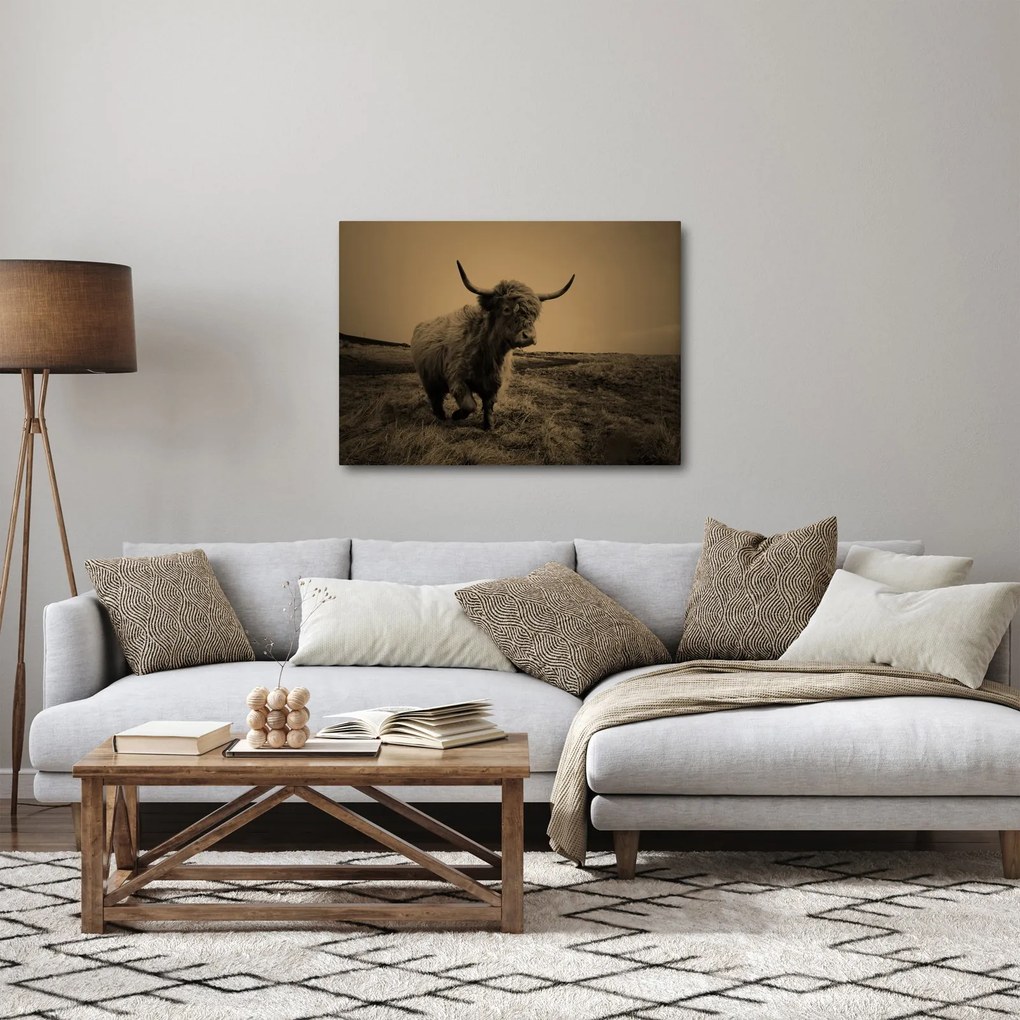 Obraz - Szkocka krowa na wolności (70x50 cm)