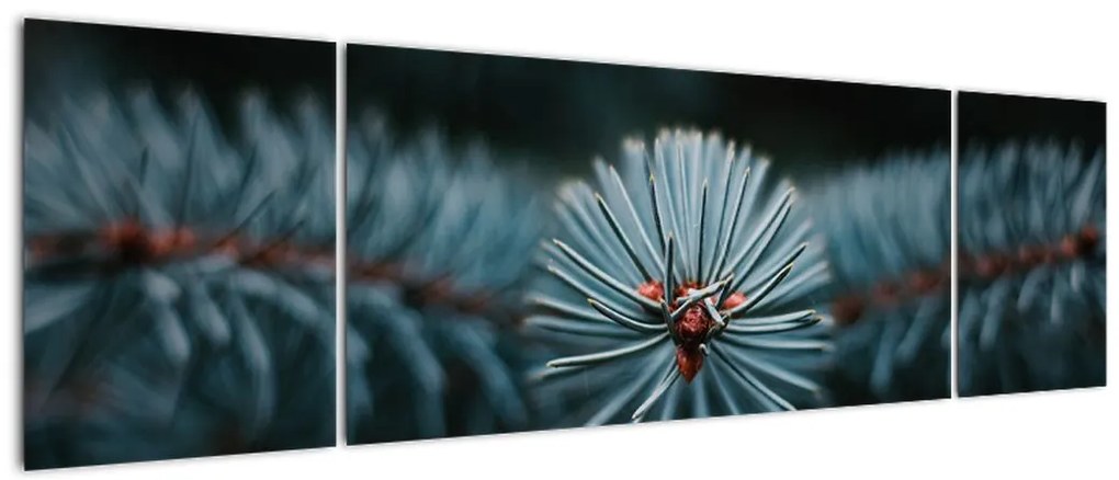 Obraz gałązki drzewa iglastego (170x50 cm)