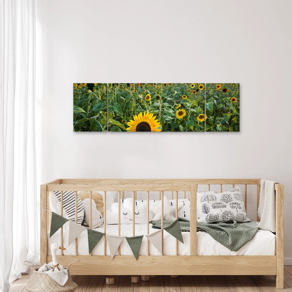 Obraz - Sunflower Field II. (170x50 cm)