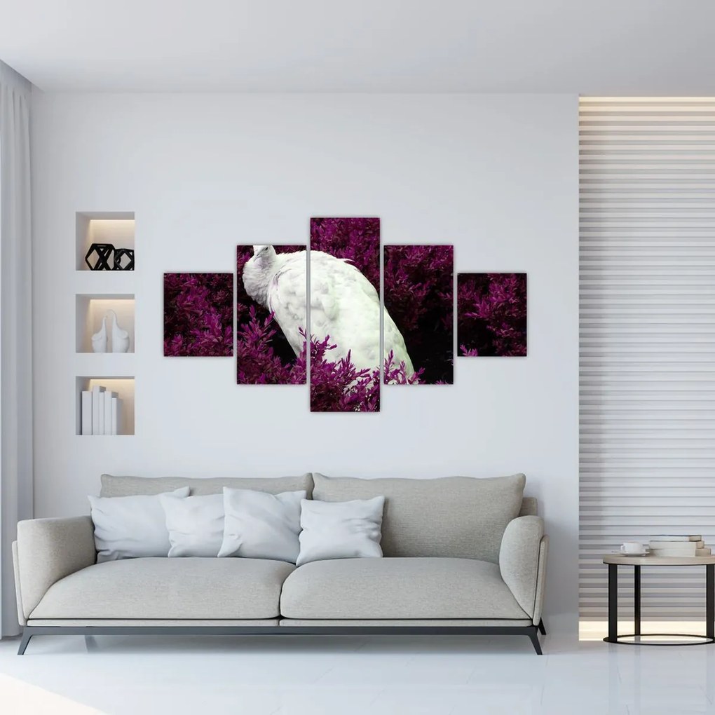 Obraz - Biały paw (125x70 cm)