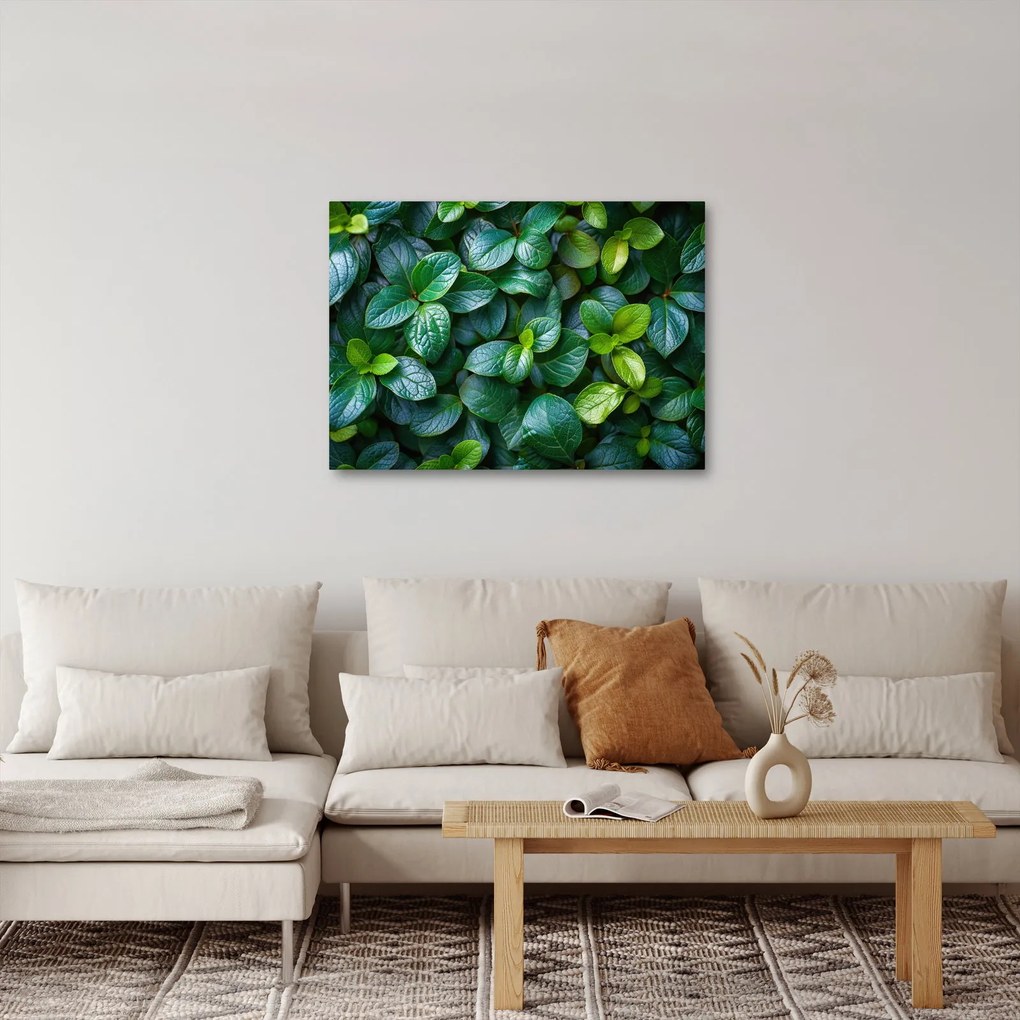 Obraz - Rośliny zielone (70x50 cm)