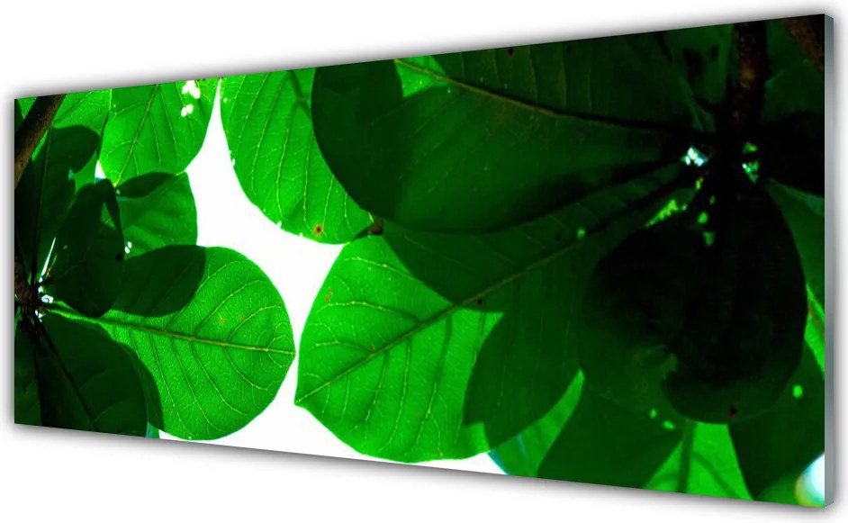 Panel Kuchenny Stylowy Motyw Botaniczny