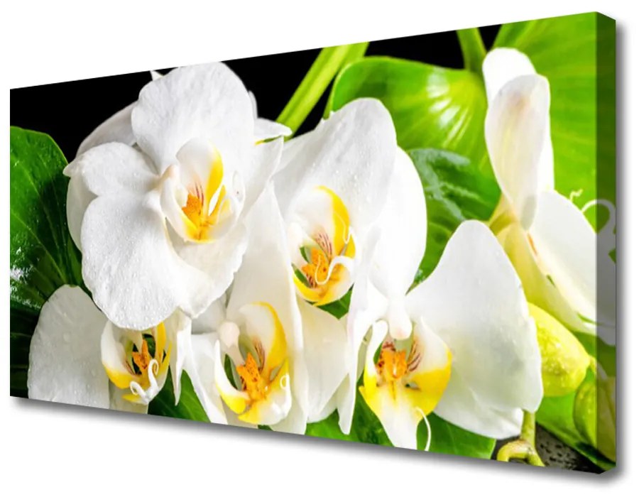 Obraz Canvas Orchidea Kwiaty Natura