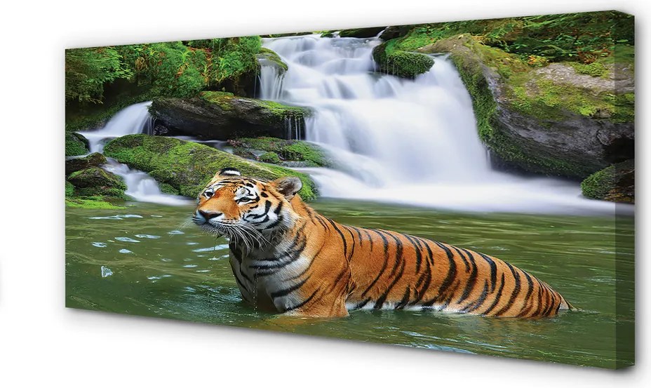 Zdjęcie na płótnie Tygrys przy Wodospadzie